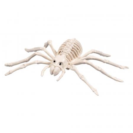 Spinnen Skelett (23 x 14 cm)